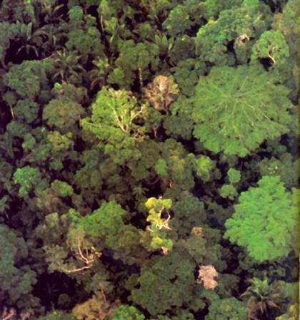 Tropické pralesy