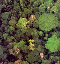 Ilustrační foto: Tropický prales.